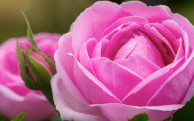 LA ROSA DI DAMASCO