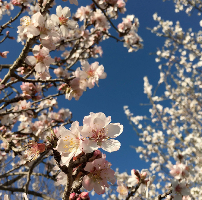 PRIMAVERA