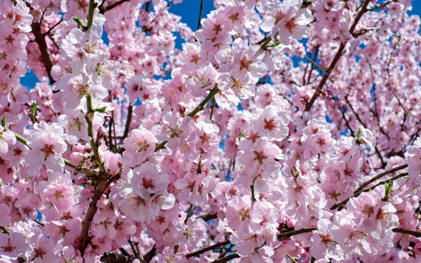 PRIMAVERA